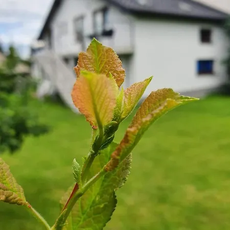 Przy Zamku Farm stay *