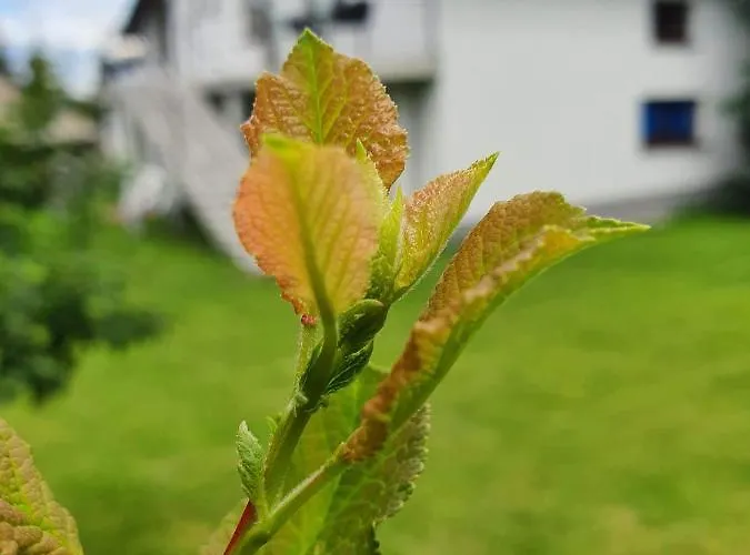 Przy Zamku בית חווה *